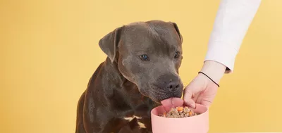 Archie the Staffordshire Bull Terrier