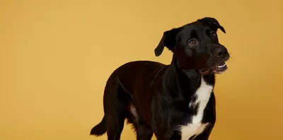 Why Do Dogs' Ears Go Up and Down?