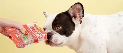 Lottie the French Bulldog