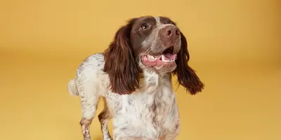 Freya the dog 