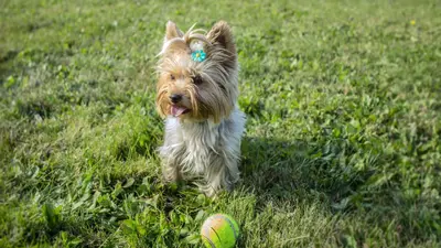 Yorkshire Terrier